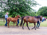 KS300622-52 - Cupboard Love & foal by Territories